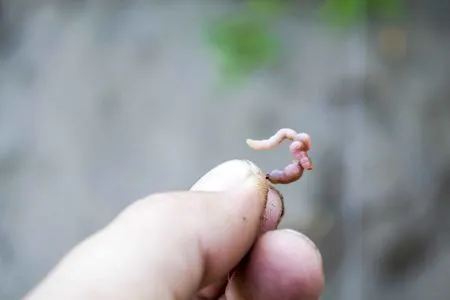 Pêche au toc : méthode de base pour la pêche